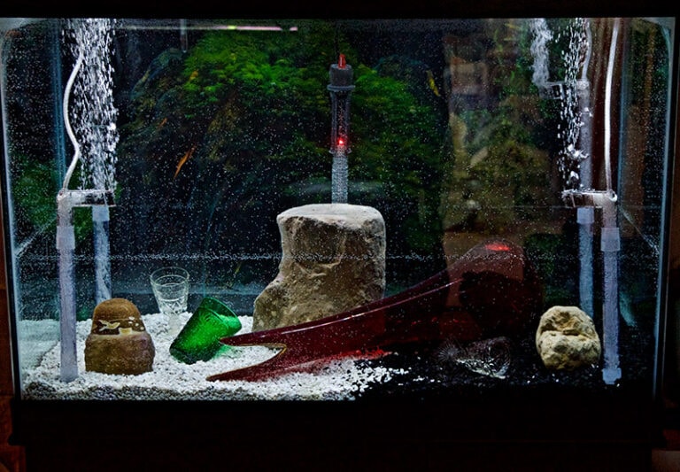 How to Safely Transport Fish for Short & Long Distances (Vet Answer