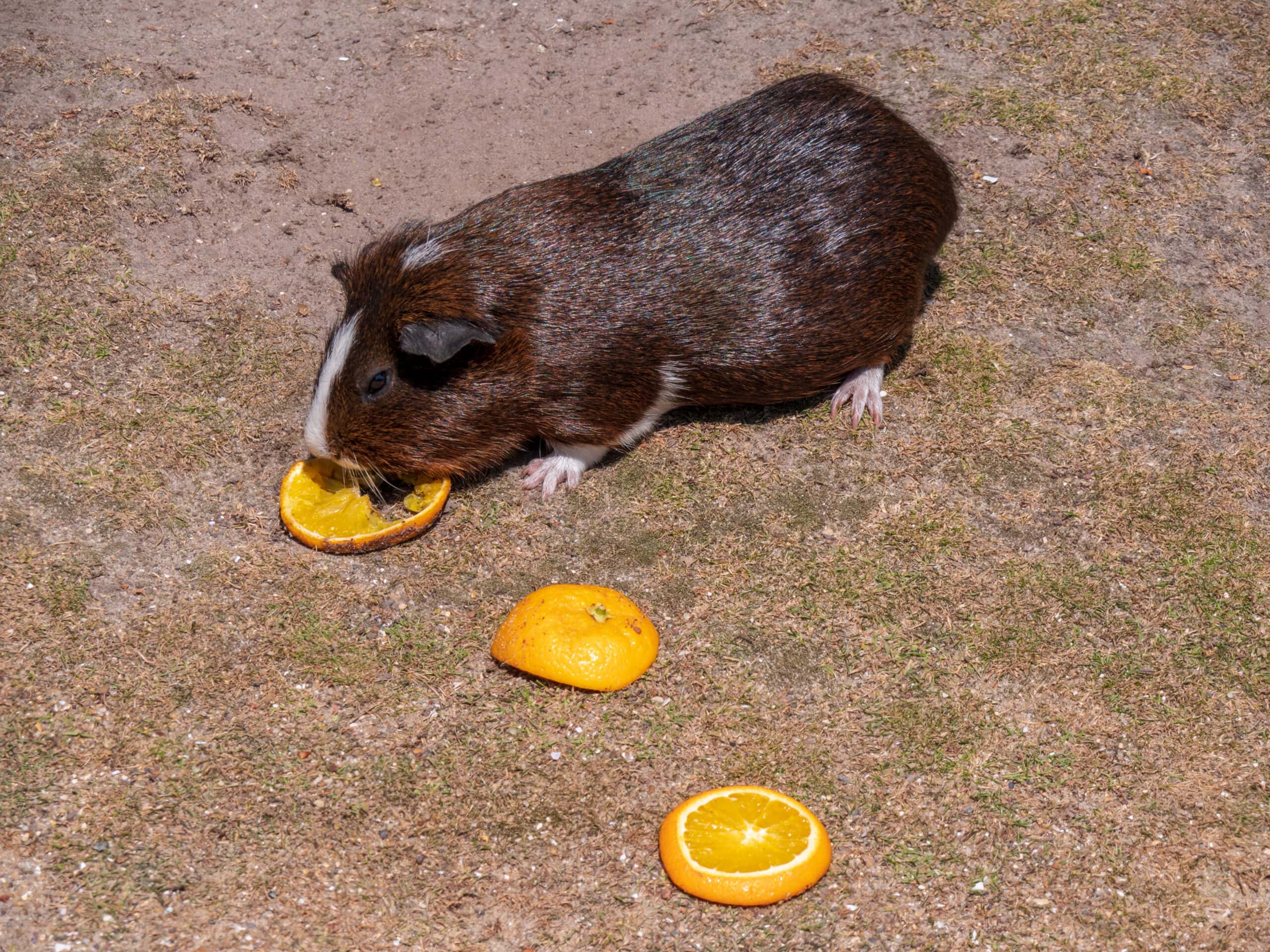 Brown guinea pig eats from an orange slice in the sand