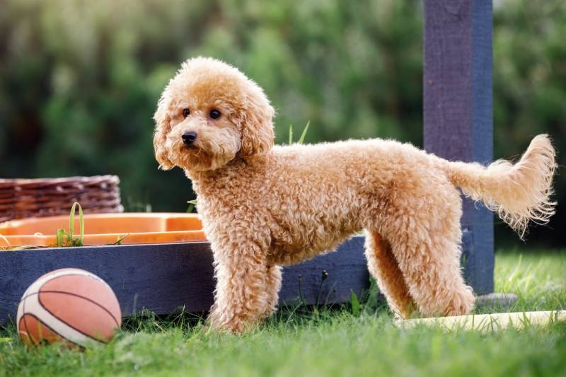 small golden poodle dog and his toy rubber basketball ball
