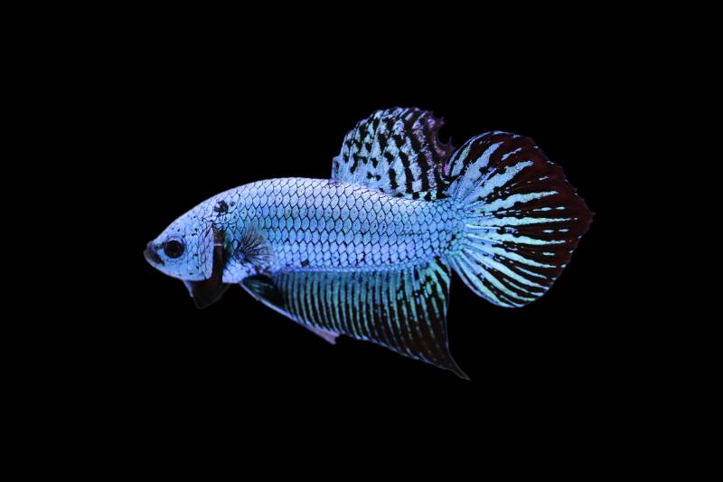 spade tail blue wild betta