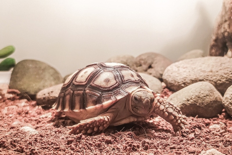 sulcata tortoise in terrarium