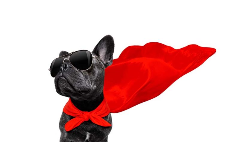 150 Marvel Dog Names Ideas For Your Super Pet Hepper 150-marvel-dog-names-ideas-for-your-super-pet-hepper