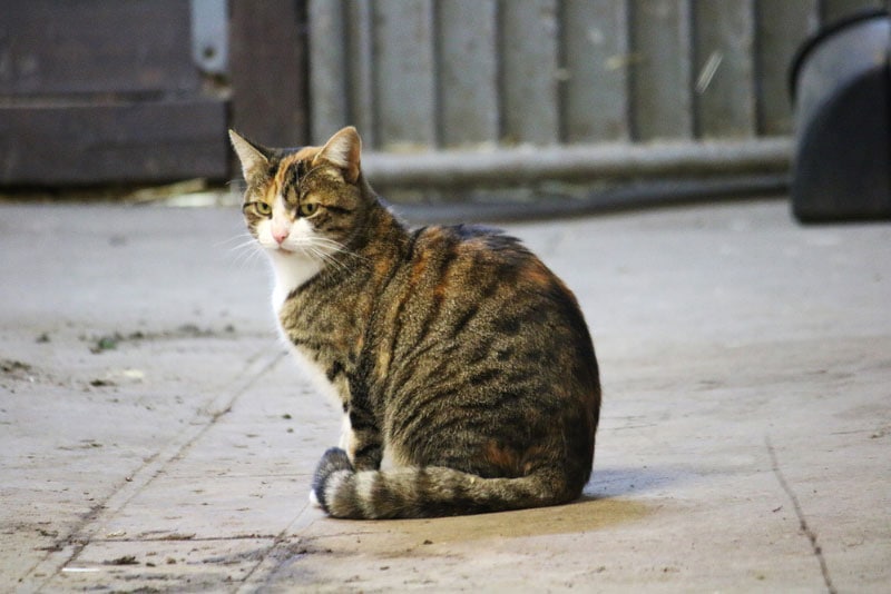 tabby cat sitting in the barn