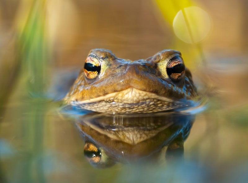 toad in the water