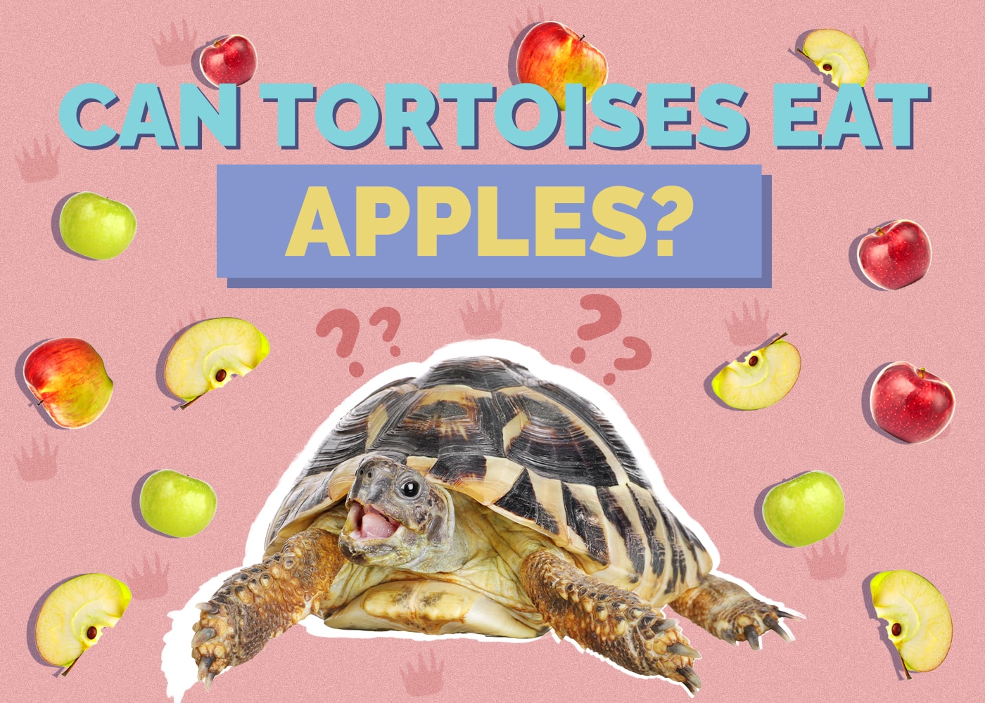 Can Tortoises Eat Apples? VetReviewed Nutrition Facts & FAQ Hepper