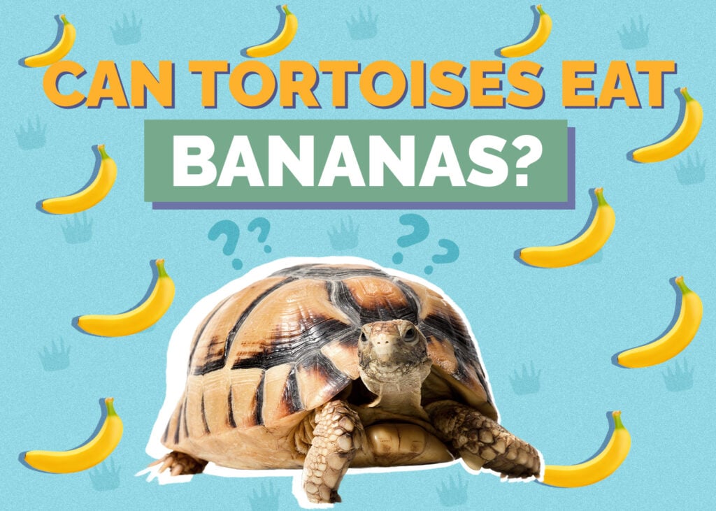 Tortoises Eat Banana