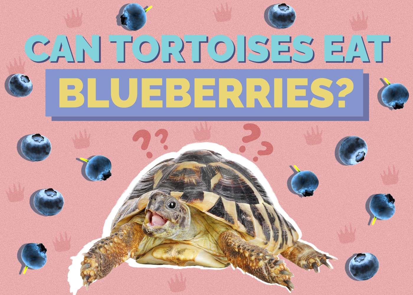 Can Tortoises Eat Blueberries? VetReviewed Nutrition Facts & FAQ Hepper