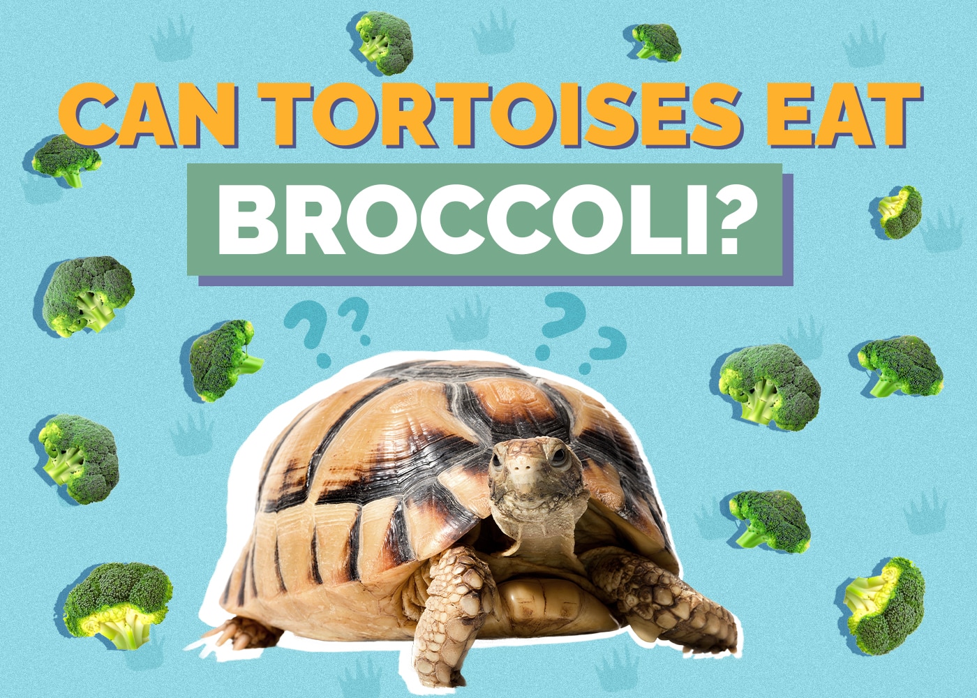 Can Tortoises Eat Broccoli? VetApproved Benefits & Risks Hepper