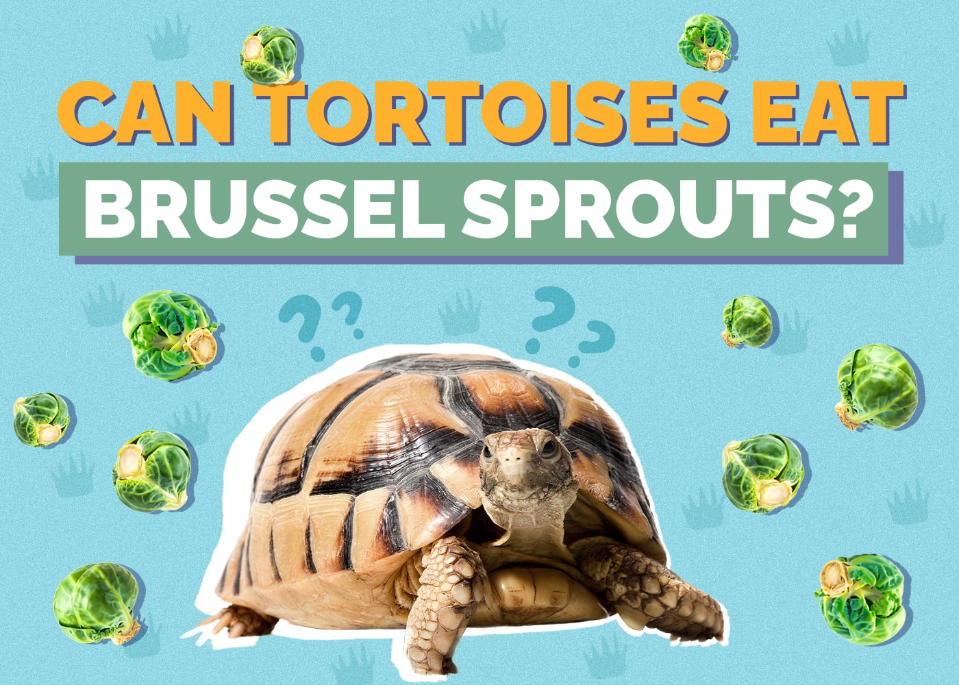 Can Tortoises Eat Brussel Sprouts