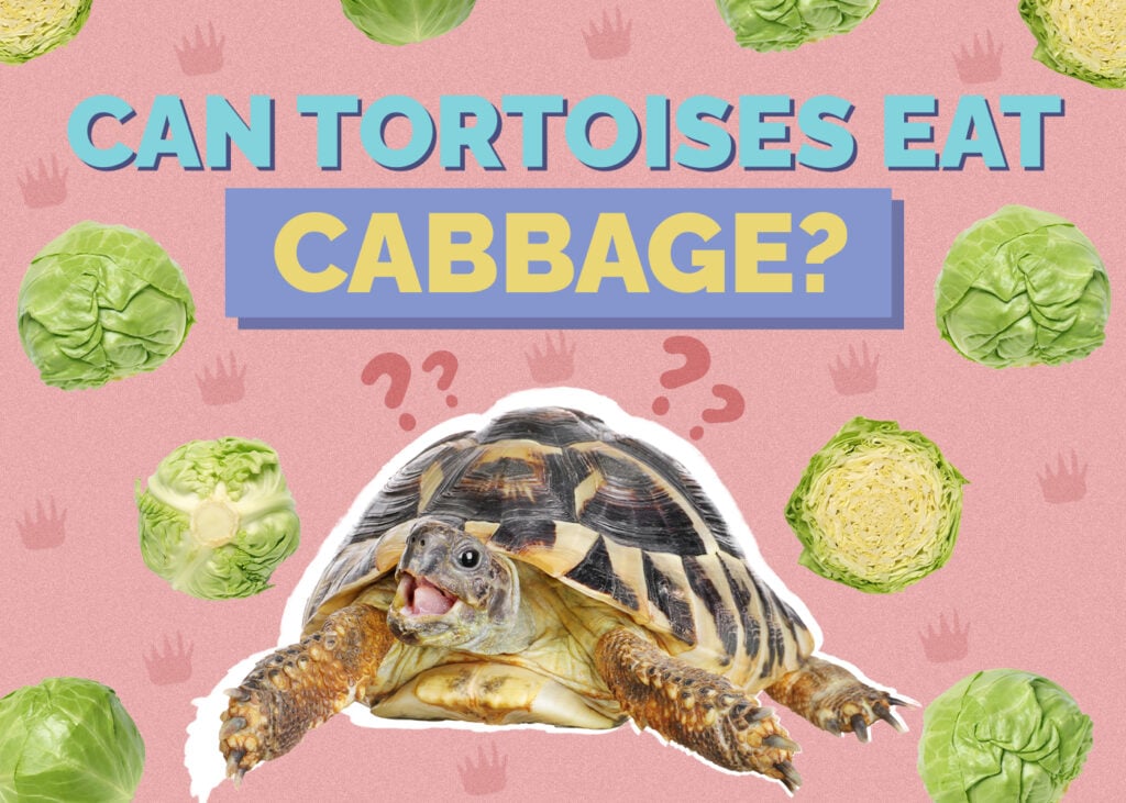 Can Tortoises Eat Cabbage? Nutrition Facts & FAQ Hepper