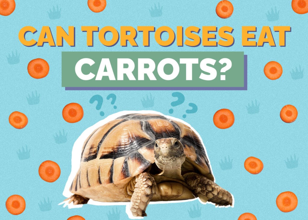 Can Tortoises Eat Carrots? VetReviewed Nutrition Facts & FAQ Hepper