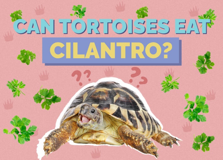 Can Tortoises Eat Cilantro? VetReviewed Nutrition Facts & FAQ Hepper