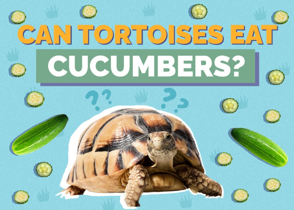 Can Tortoises Eat Cucumbers? VetReviewed Nutrition Facts & FAQ Hepper