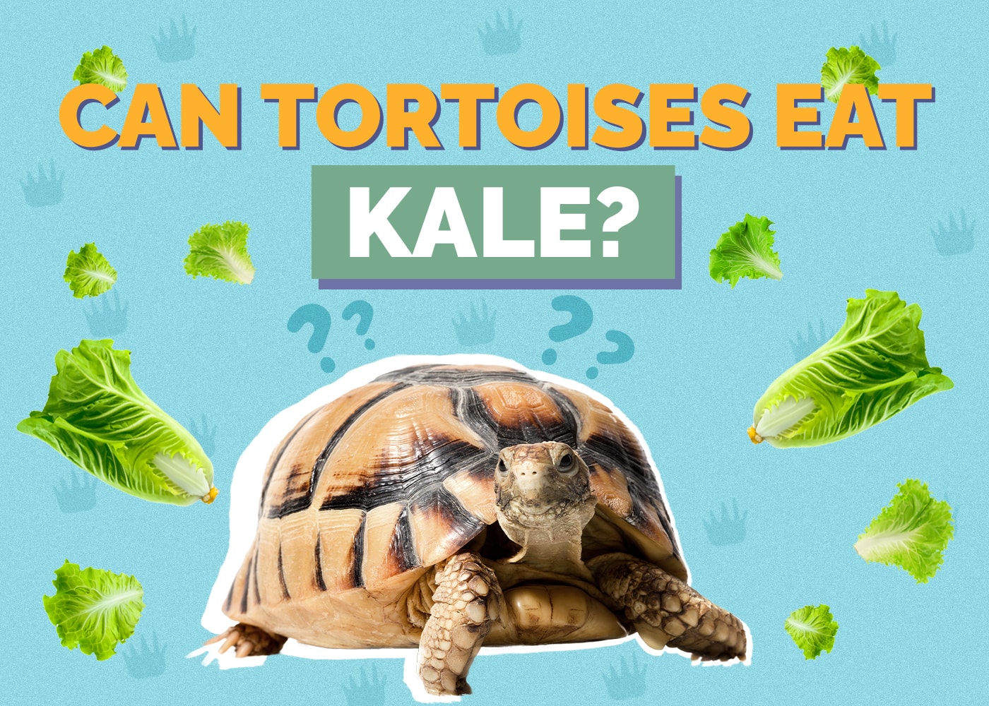 Can Tortoises Eat Kale? VetReviewed Nutrition Facts & FAQ Hepper