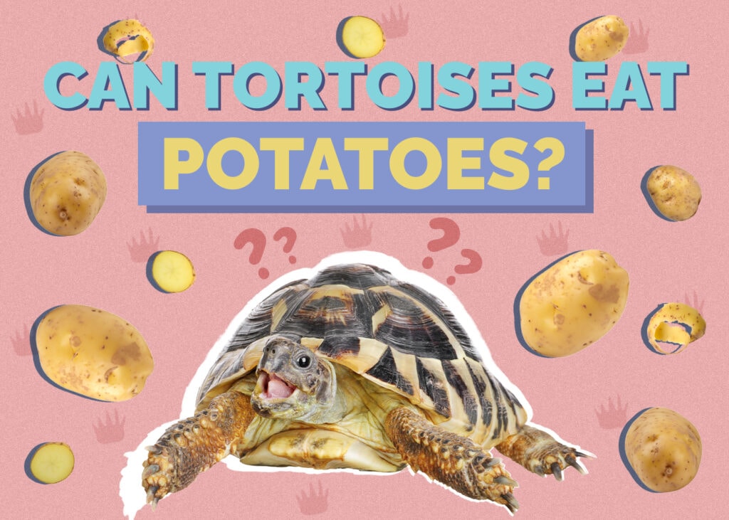 tortoise-potatoes