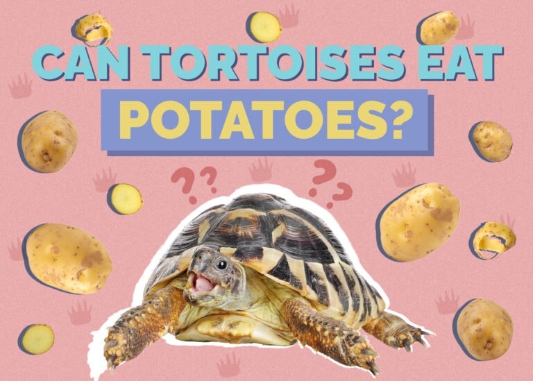 can-tortoises-eat-potatoes-vet-reviewed-nutrition-facts-faq-hepper