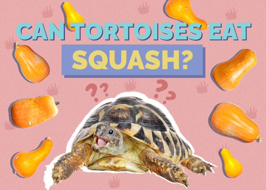 tortoise-squash