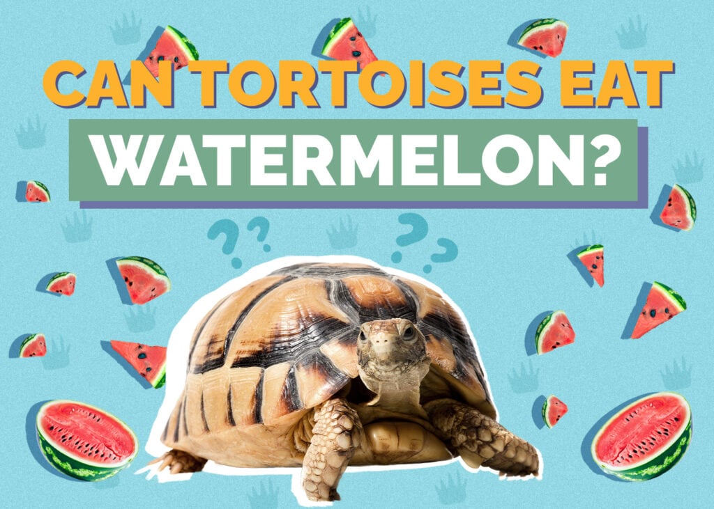 tortoise-watermelon