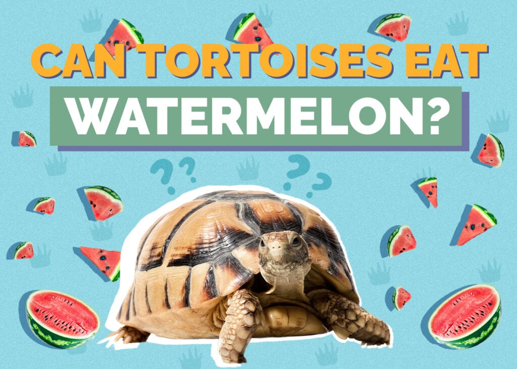 tortoise-watermelon