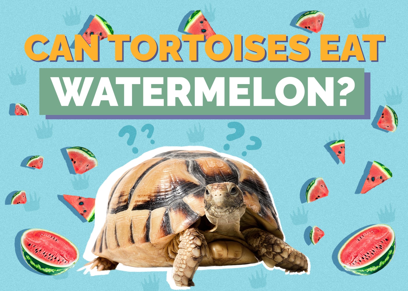 Can Tortoises Eat Watermelon? Our Vet Explains Hepper
