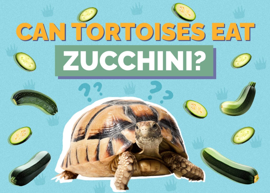 tortoise-zucchini