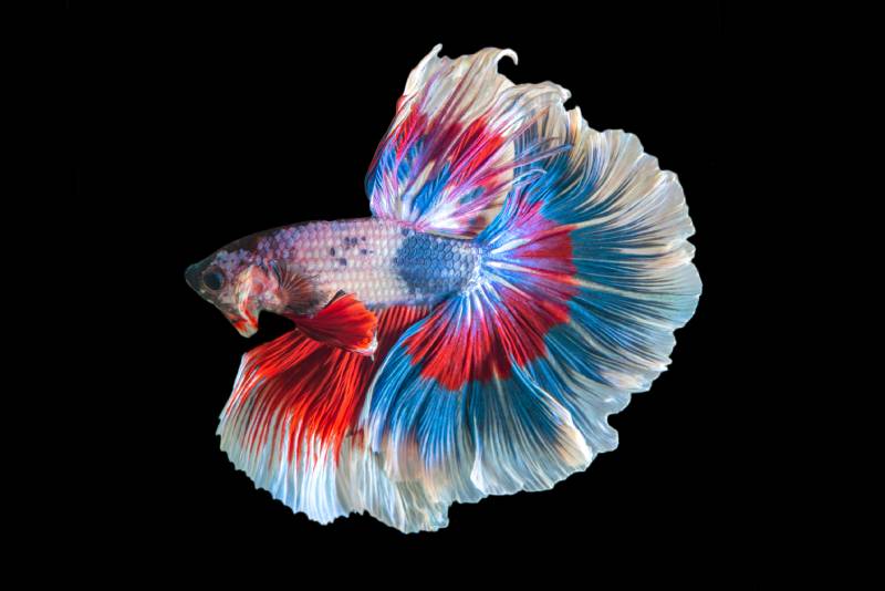 tricolor Betta siamese fighting fish