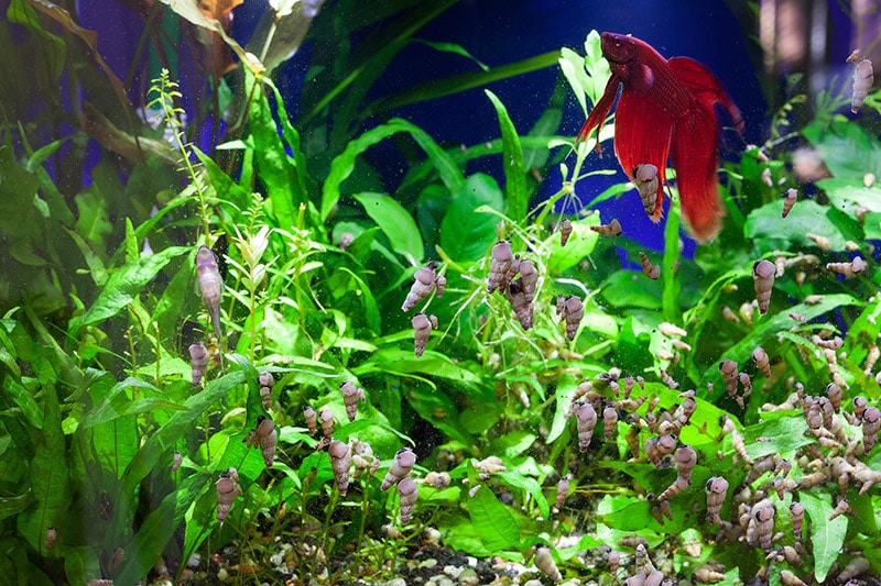 Trumpet Snails and Otocinclus catfish with Betta fish in the aquarium