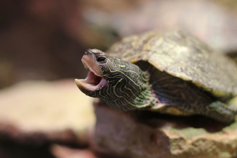 turtle in the water tank with an open mouth
