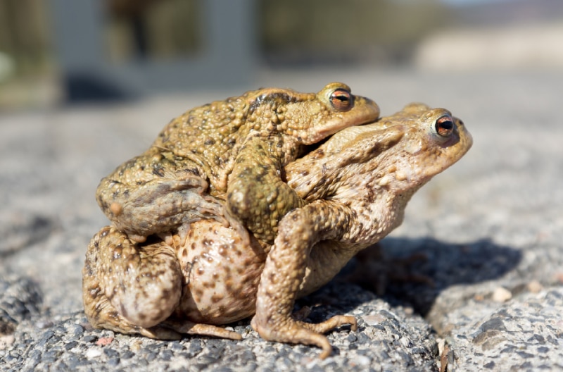two common toads mating on the ground