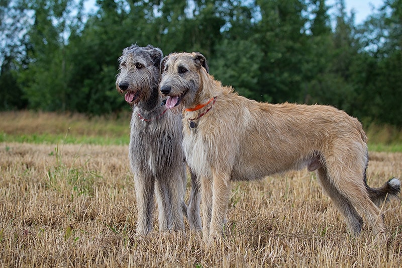 Two irish wolfhounds dogs at the field