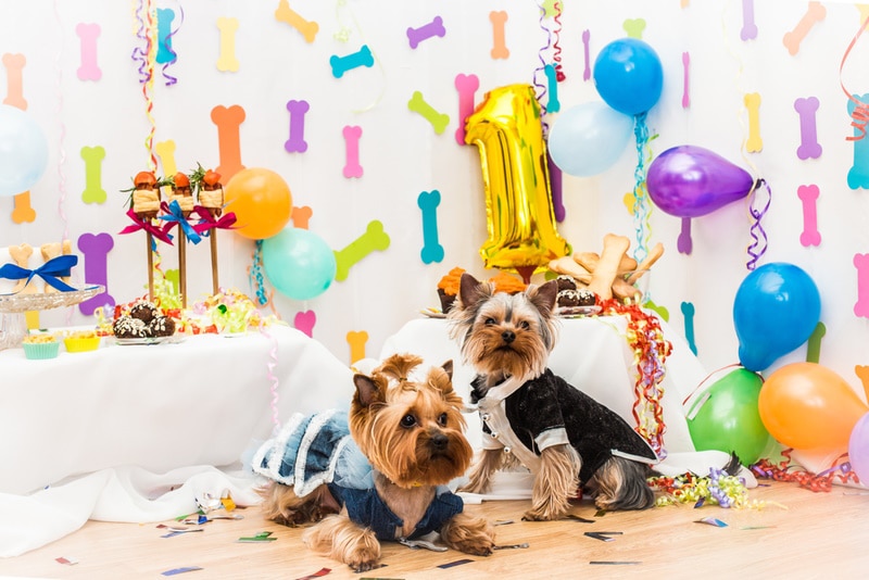 two yorkshire terrier in dog festival