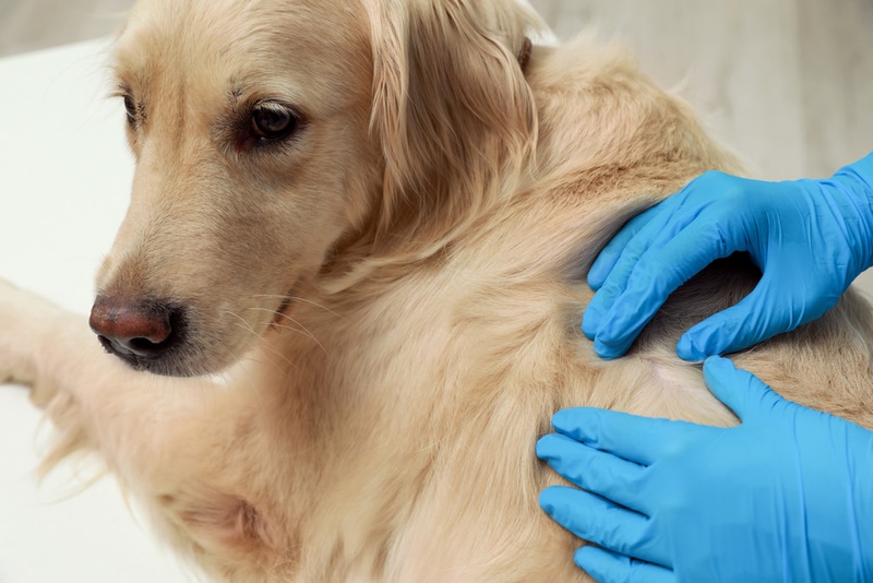 vet checking dog skin
