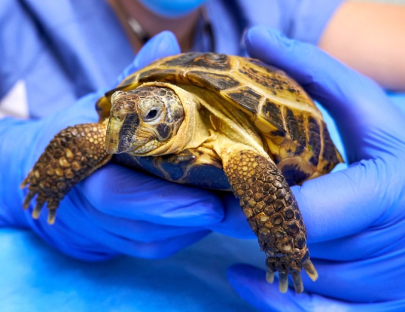 vet checking up the turtle