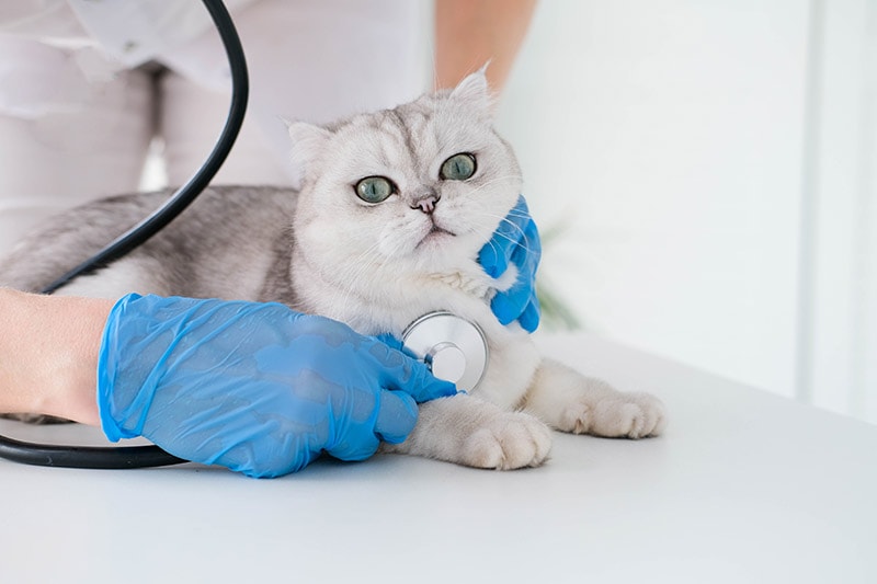 vet listening to scottish cat's heartbeat using stethoscope