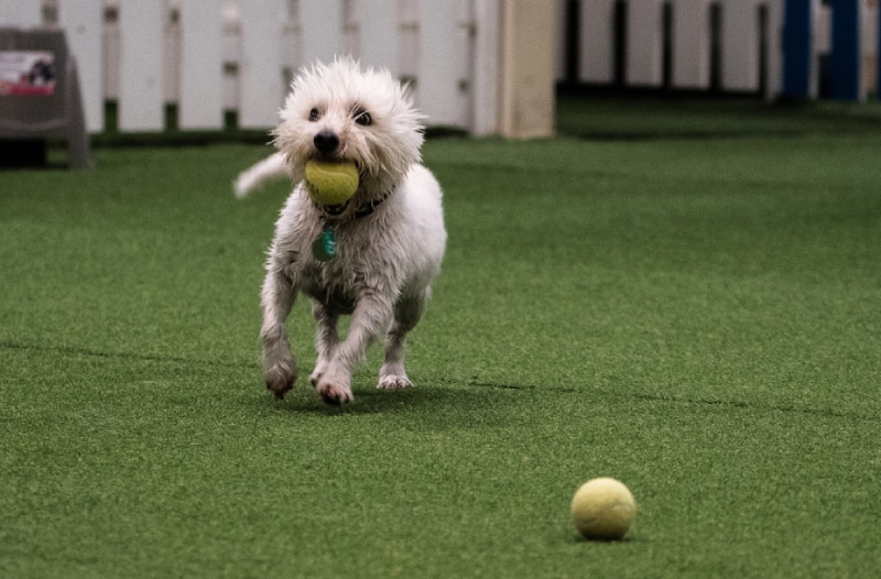 westie playing fetch at an indoor park
