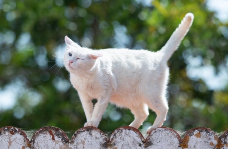 Why Is My Cat Shaking? 6 VetApproved Causes & FAQ Hepper