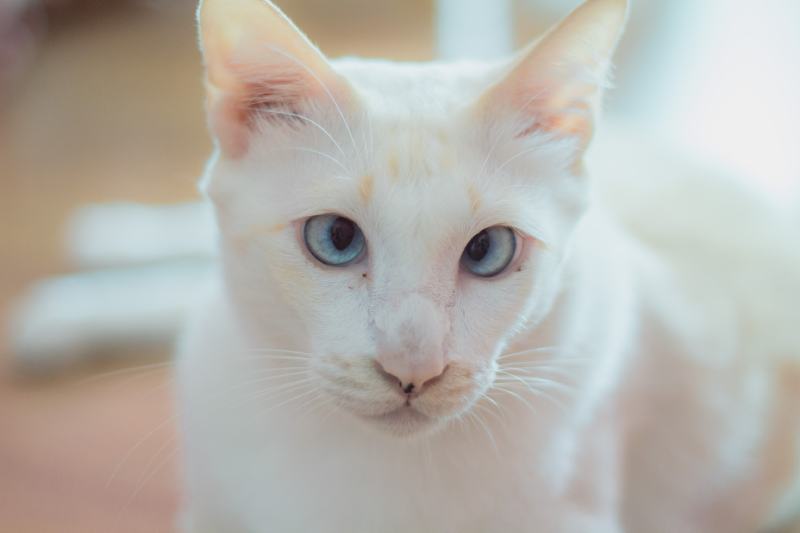 white cat with down syndrome