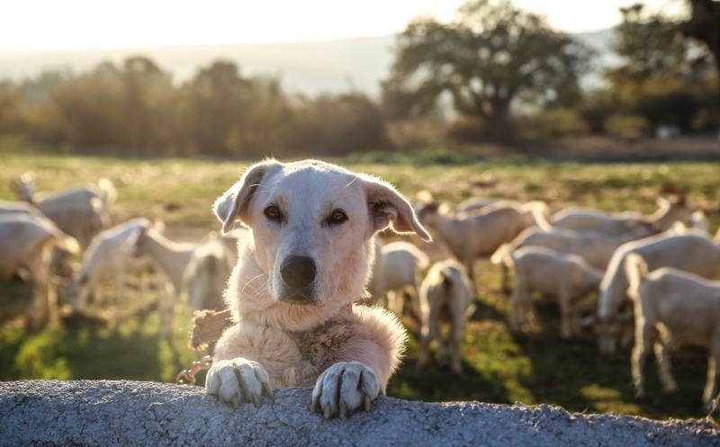 white dog guarding the farm