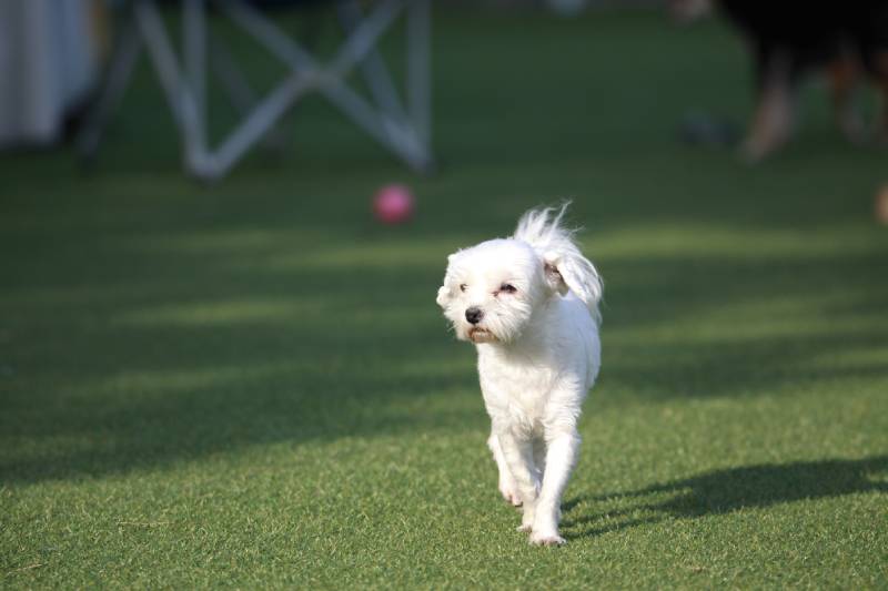 white dog walking in a private playground