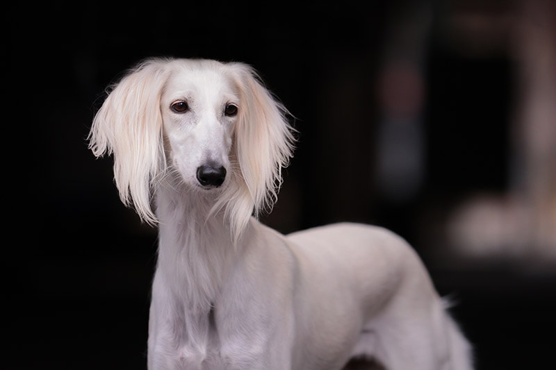 white Persian saluki dog up close