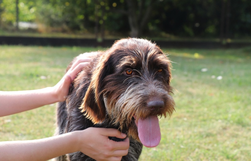 wirehaired pointing griffon dog getting pet by owner