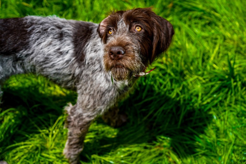 wirehaired pointing griffon dog in training