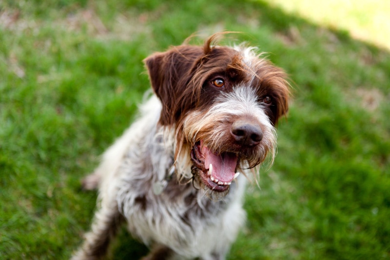 wirehaired pointing griffon dog sitting on grass