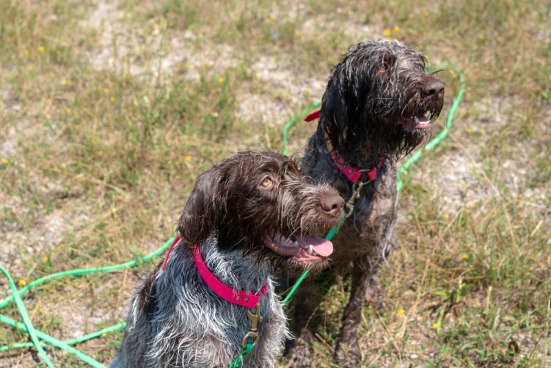 wirehaired pointing griffon dogs in obedience training