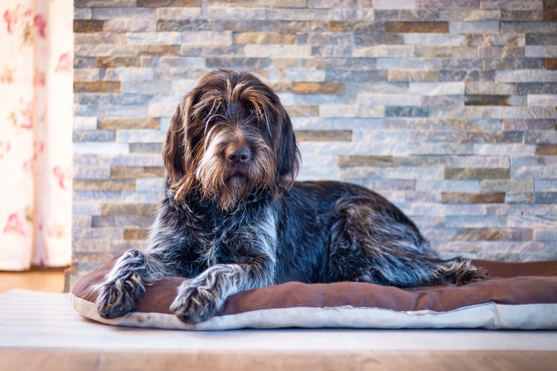wirehaired pointing griffon lying