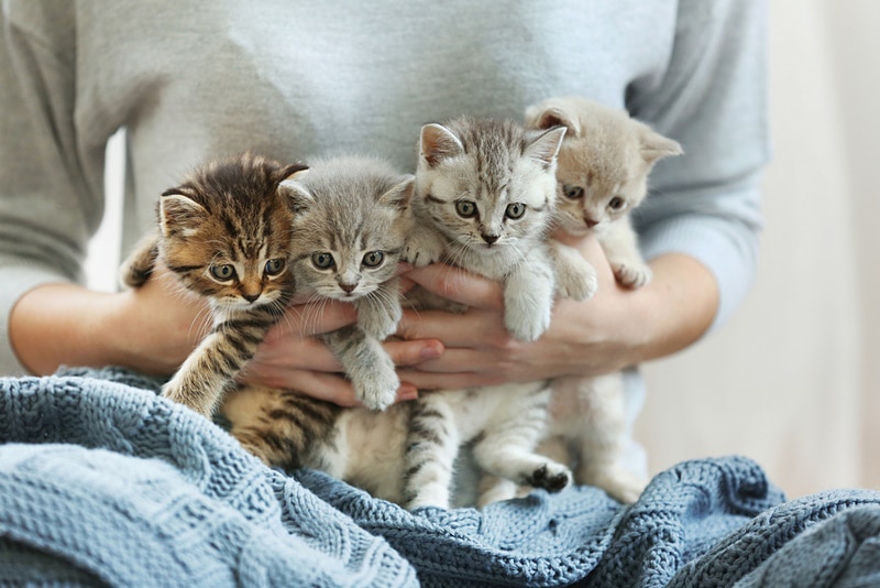 woman holding kittens