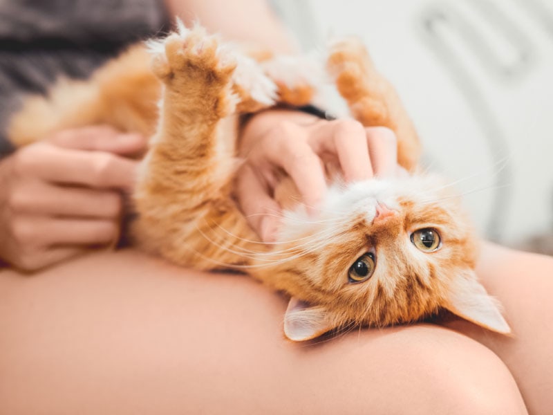 woman tickling the belly of cat on her lap