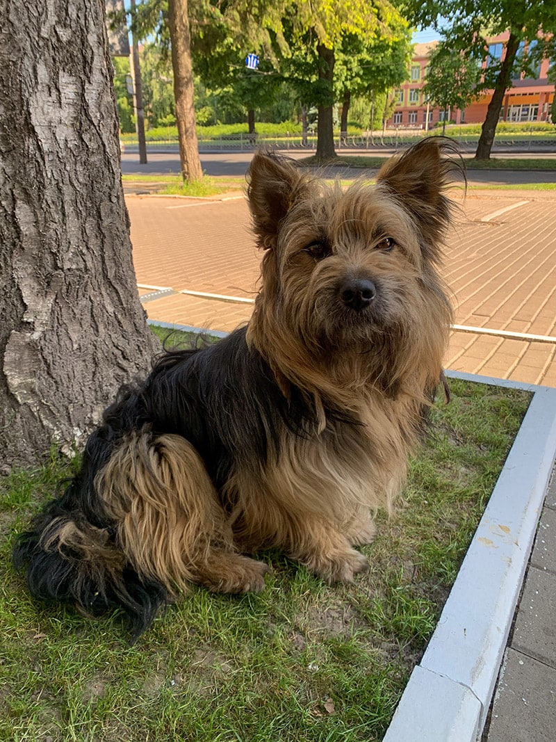 Yorkie and corgi mix dog sitting under the tree