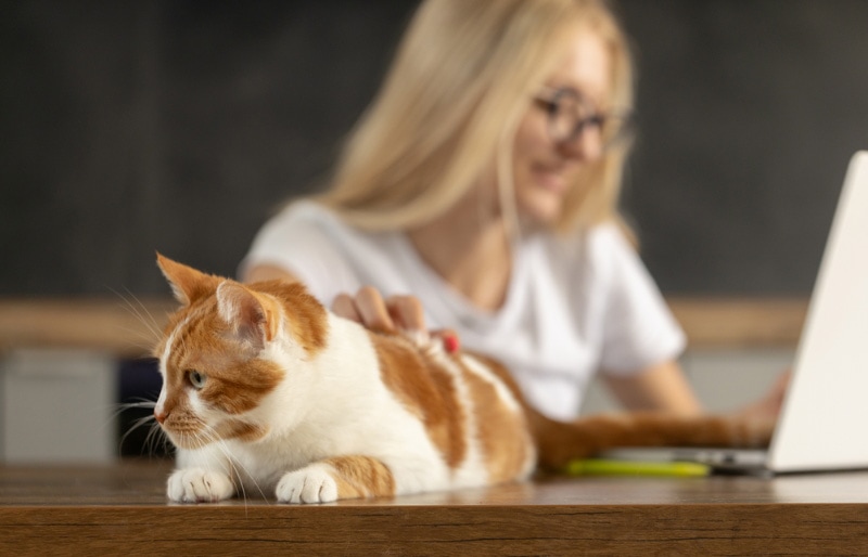 American Veterinary Medical Association (AVMA) - Cat Herders Day is one of  our favorite days of the year because tasks that may seem impossible (like  herding cats, for example) are considered routine