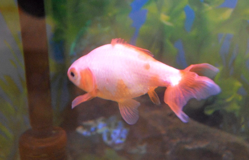 弥富金魚ジキン (Jikin Goldfish)